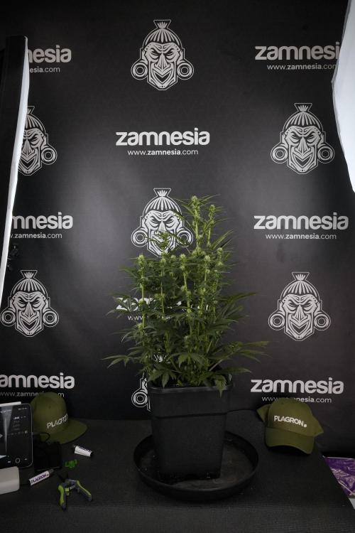 Cosmic Noodles a Zamnesia Dish. Week 7 - Different Cosmic Noodles after  defoliation 