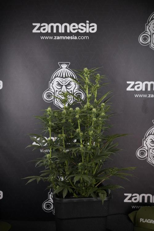 Cosmic Noodles a Zamnesia Dish. Week 7 - Different Cosmic Noodles after  defoliation 