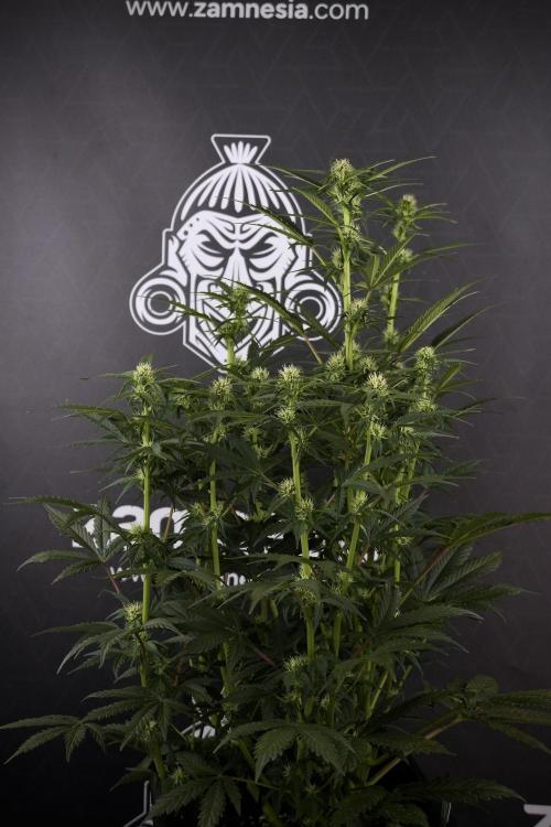 Cosmic Noodles a Zamnesia Dish. Week 7 - Different Cosmic Noodles after  defoliation 