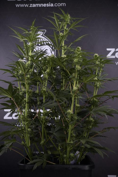 Cosmic Noodles a Zamnesia Dish. Week 7 - Different Cosmic Noodles after  defoliation 