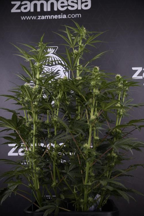 Cosmic Noodles a Zamnesia Dish. Week 7 - Different Cosmic Noodles after  defoliation 