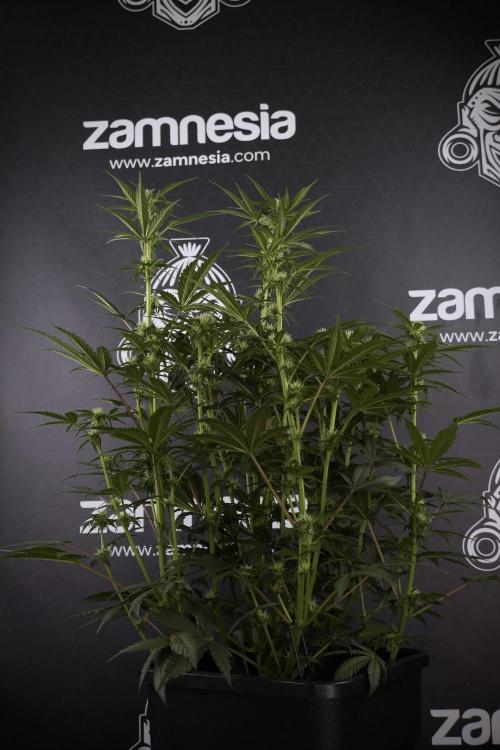 Cosmic Noodles a Zamnesia Dish. Week 7 - Different Cosmic Noodles after  defoliation 