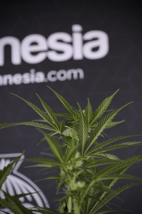 Cosmic Noodles a Zamnesia Dish. Week 7 - Different Cosmic Noodles after  defoliation 