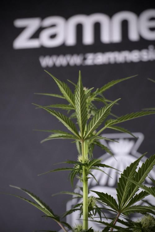 Cosmic Noodles a Zamnesia Dish. Week 7 - Different Cosmic Noodles after  defoliation 