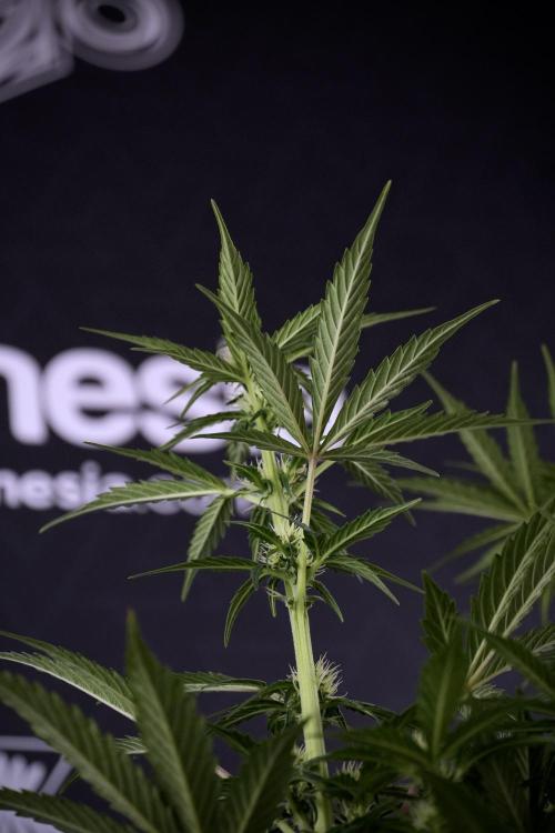 Cosmic Noodles a Zamnesia Dish. Week 7 - Different Cosmic Noodles after  defoliation 