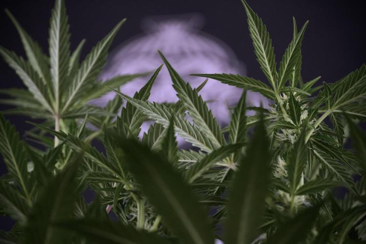 Cosmic Noodles a Zamnesia Dish. Week 7 - Different Cosmic Noodles after  defoliation 