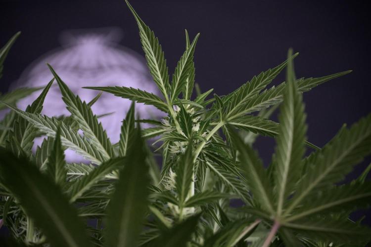 Cosmic Noodles a Zamnesia Dish. Week 7 - Different Cosmic Noodles after  defoliation 