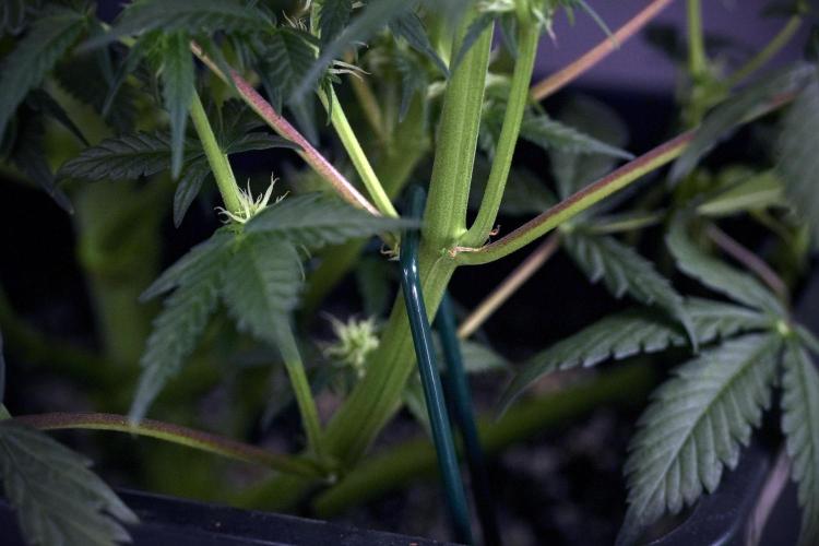 Cosmic Noodles a Zamnesia Dish. Week 7 - Different Cosmic Noodles after  defoliation 