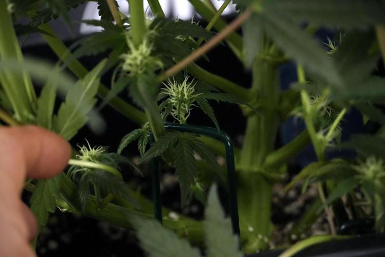 Cosmic Noodles a Zamnesia Dish. Week 7 - Different Cosmic Noodles after  defoliation 