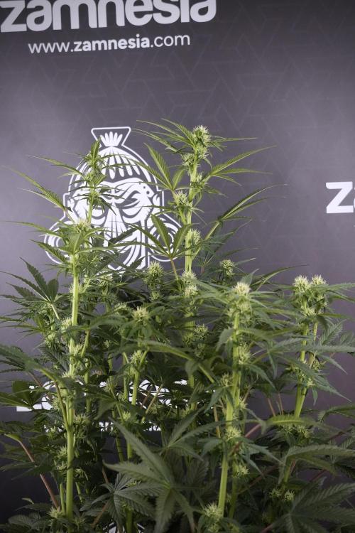 Cosmic Noodles a Zamnesia Dish. Week 7 - Different Cosmic Noodles after  defoliation 