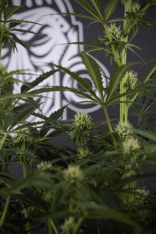 Cosmic Noodles a Zamnesia Dish. Week 7 - Different Cosmic Noodles after  defoliation 