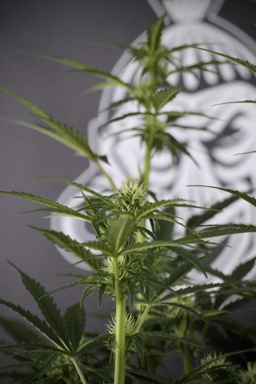 Cosmic Noodles a Zamnesia Dish. Week 7 - Different Cosmic Noodles after  defoliation 