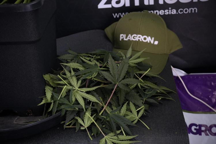 Cosmic Noodles a Zamnesia Dish. Week 7 - Different Cosmic Noodles after  defoliation 