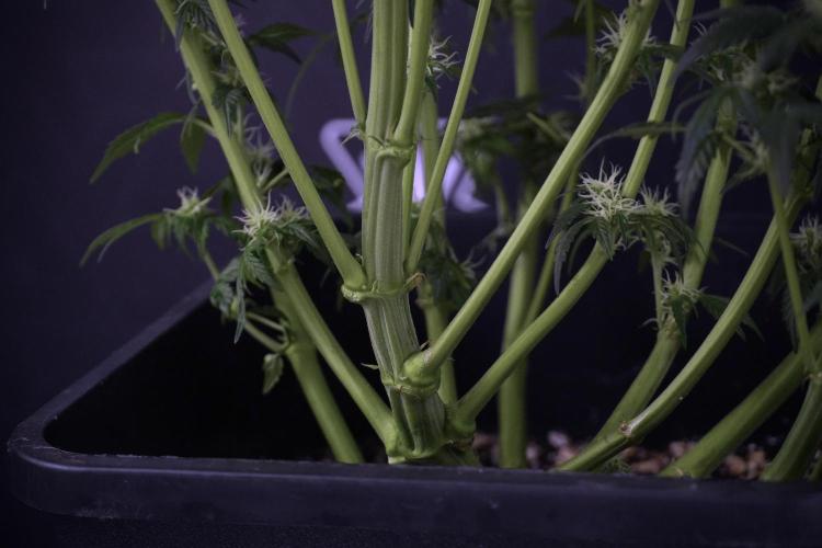 Cosmic Noodles a Zamnesia Dish. Week 7 - Different Cosmic Noodles after  defoliation 