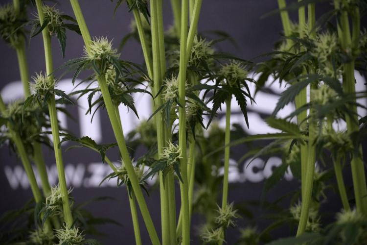 Cosmic Noodles a Zamnesia Dish. Week 7 - Different Cosmic Noodles after  defoliation 