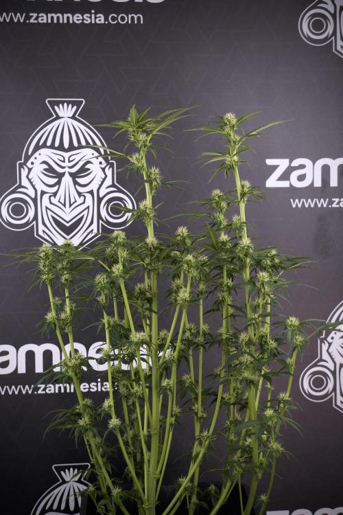 Cosmic Noodles a Zamnesia Dish. Week 7 - Different Cosmic Noodles after  defoliation 