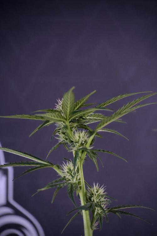 Cosmic Noodles a Zamnesia Dish. Week 7 - Different Cosmic Noodles after  defoliation 