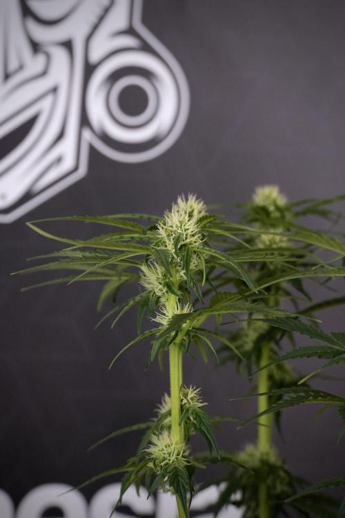 Cosmic Noodles a Zamnesia Dish. Week 7 - Different Cosmic Noodles after  defoliation 