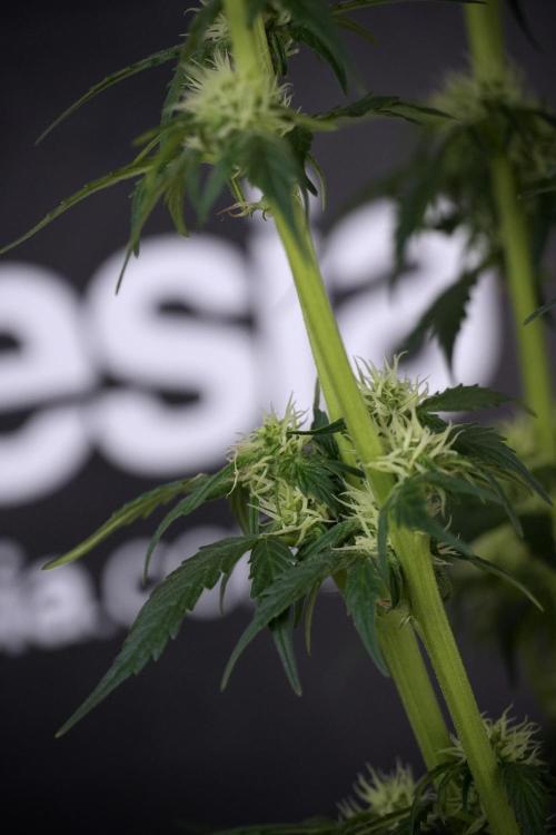 Cosmic Noodles a Zamnesia Dish. Week 7 - Different Cosmic Noodles after  defoliation 