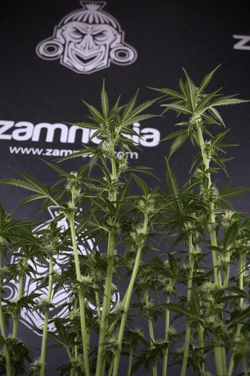 Cosmic Noodles a Zamnesia Dish. Week 7 - Different Cosmic Noodles after  defoliation 