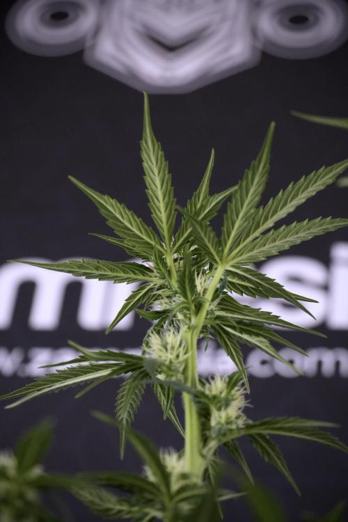 Cosmic Noodles a Zamnesia Dish. Week 7 - Different Cosmic Noodles after  defoliation 