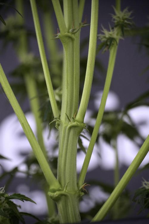 Cosmic Noodles a Zamnesia Dish. Week 7 - Different Cosmic Noodles after  defoliation 