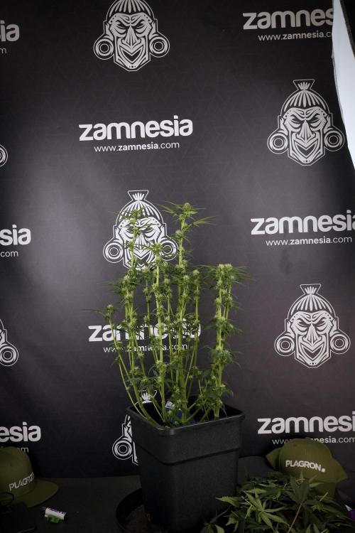 Cosmic Noodles a Zamnesia Dish. Week 7 - Different Cosmic Noodles after  defoliation 