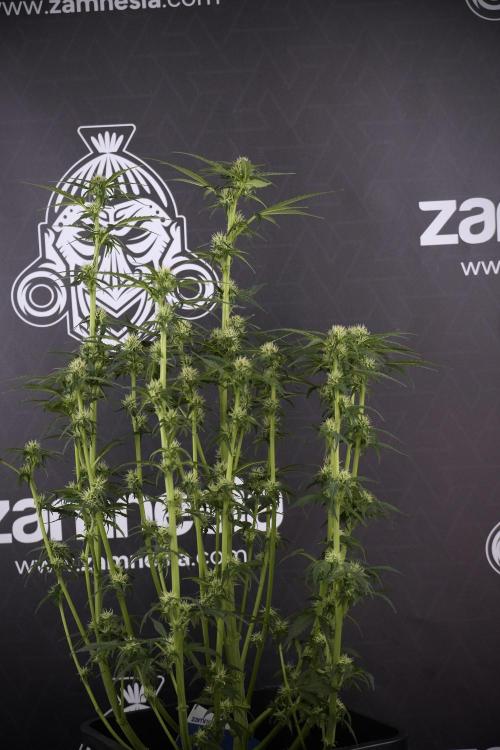 Cosmic Noodles a Zamnesia Dish. Week 7 - Different Cosmic Noodles after  defoliation 