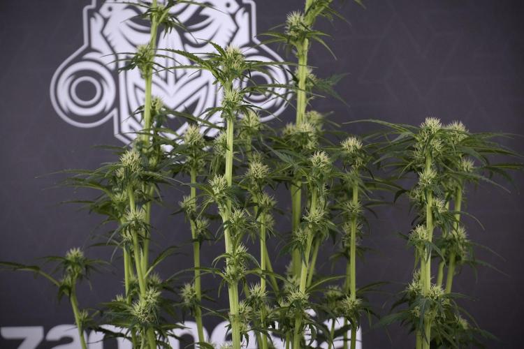 Cosmic Noodles a Zamnesia Dish. Week 7 - Different Cosmic Noodles after  defoliation 