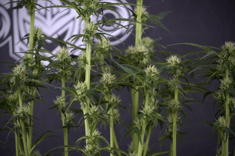 Cosmic Noodles a Zamnesia Dish. Week 7 - Different Cosmic Noodles after  defoliation 