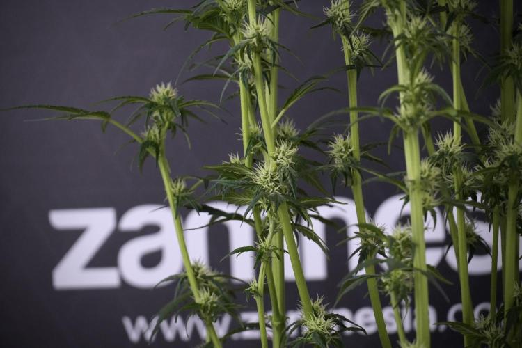 Cosmic Noodles a Zamnesia Dish. Week 7 - Different Cosmic Noodles after  defoliation 