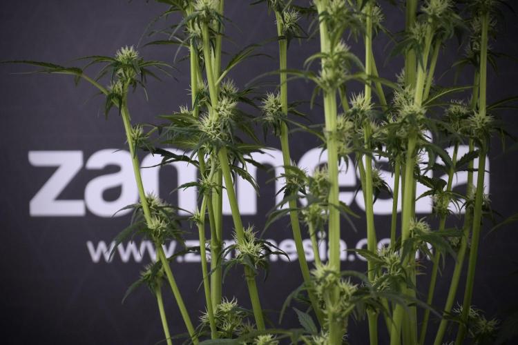 Cosmic Noodles a Zamnesia Dish. Week 7 - Different Cosmic Noodles after  defoliation 