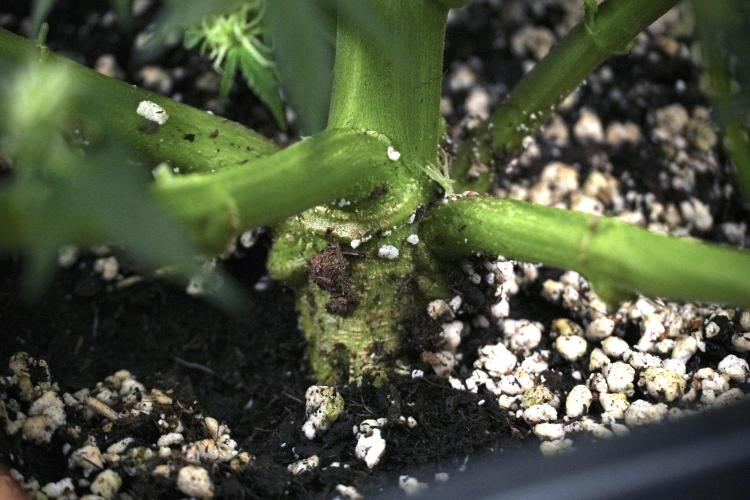 Cosmic Noodles a Zamnesia Dish. Week 7 - Different Cosmic Noodles after  defoliation 