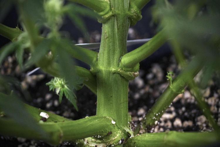 Cosmic Noodles a Zamnesia Dish. Week 7 - Different Cosmic Noodles after  defoliation 