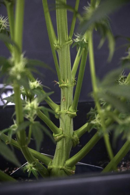Cosmic Noodles a Zamnesia Dish. Week 7 - Different Cosmic Noodles after  defoliation 