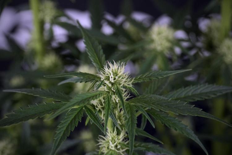 Cosmic Noodles a Zamnesia Dish. Week 7 - Different Cosmic Noodles after  defoliation 