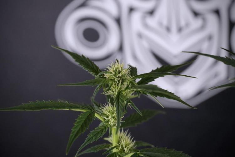 Cosmic Noodles a Zamnesia Dish. Week 7 - Different Cosmic Noodles after  defoliation 