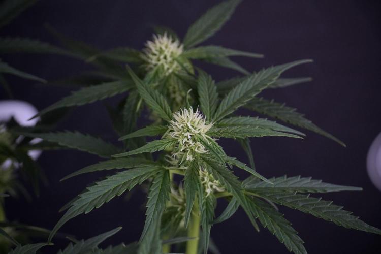 Cosmic Noodles a Zamnesia Dish. Week 7 - Different Cosmic Noodles after  defoliation 