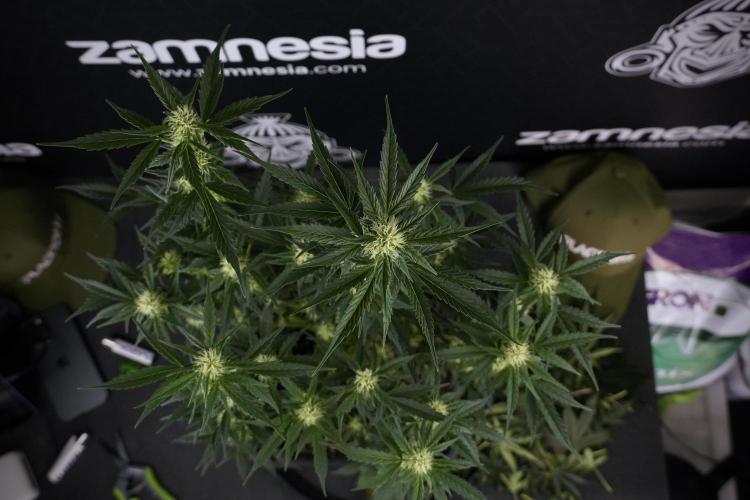 Cosmic Noodles a Zamnesia Dish. Week 7 - Different Cosmic Noodles after  defoliation 