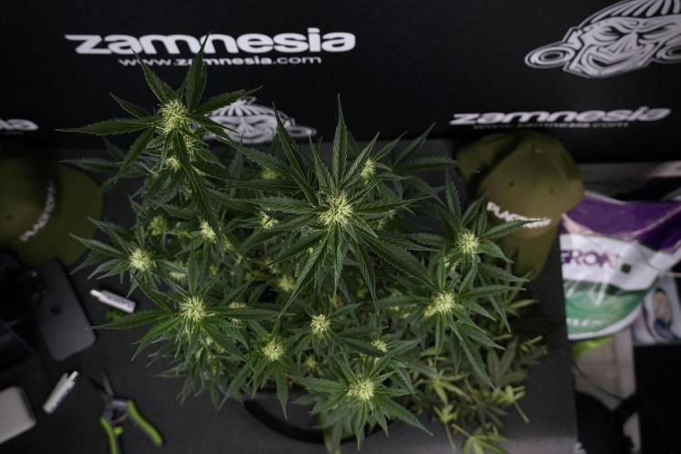 Cosmic Noodles a Zamnesia Dish. Week 7 - Different Cosmic Noodles after  defoliation 