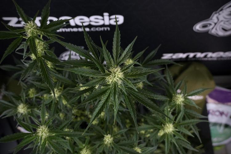 Cosmic Noodles a Zamnesia Dish. Week 7 - Different Cosmic Noodles after  defoliation 