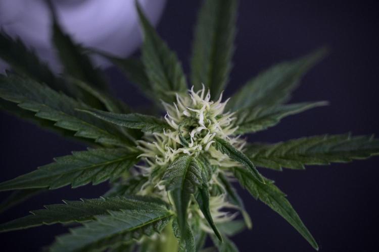 Cosmic Noodles a Zamnesia Dish. Week 7 - Different Cosmic Noodles after  defoliation 