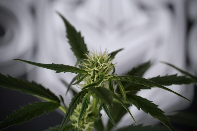 Cosmic Noodles a Zamnesia Dish. Week 7 - Different Cosmic Noodles after  defoliation 