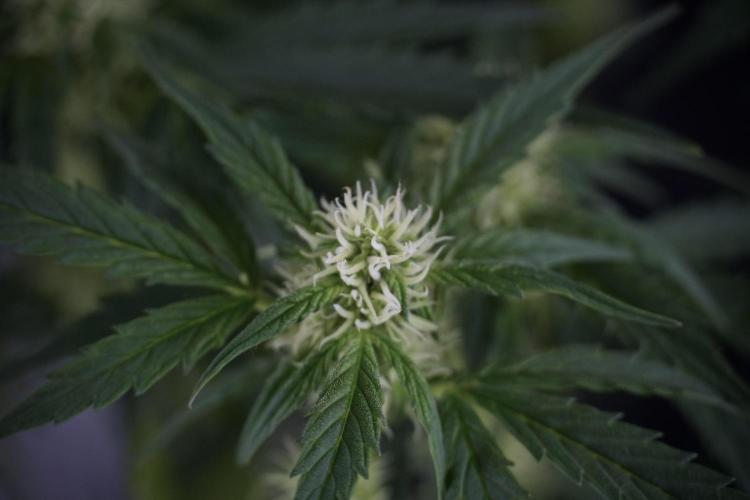 Cosmic Noodles a Zamnesia Dish. Week 7 - Different Cosmic Noodles after  defoliation 