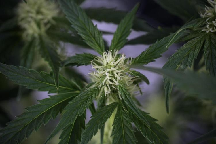 Cosmic Noodles a Zamnesia Dish. Week 7 - Different Cosmic Noodles after  defoliation 