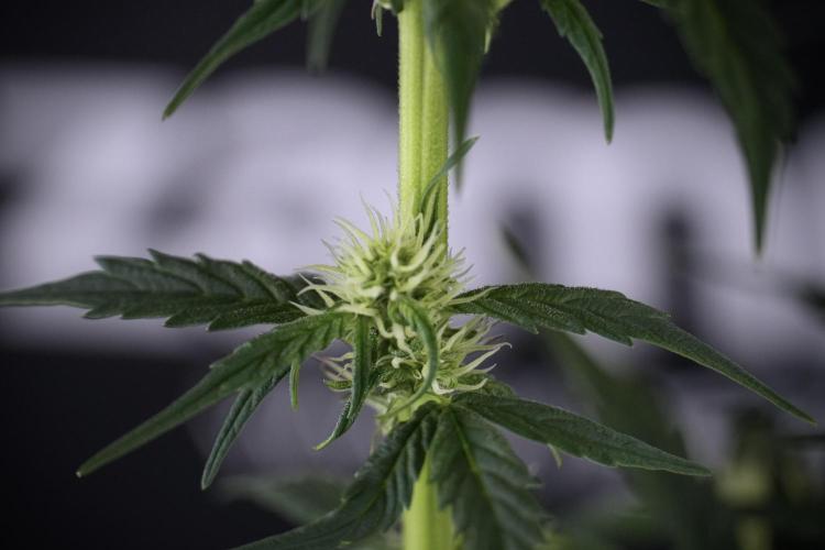 Cosmic Noodles a Zamnesia Dish. Week 7 - Different Cosmic Noodles after  defoliation 