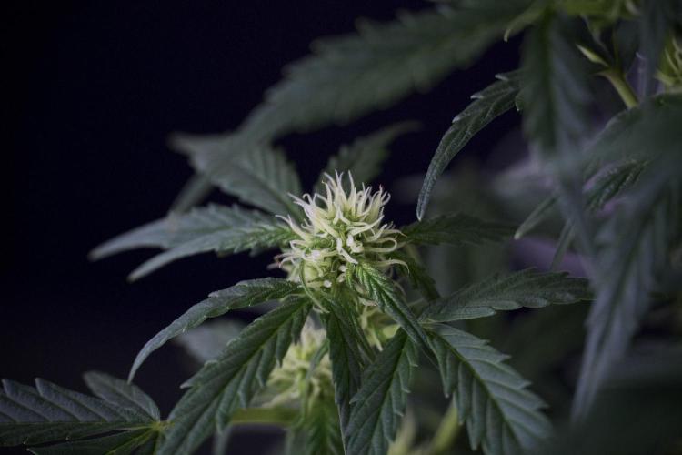 Cosmic Noodles a Zamnesia Dish. Week 7 - Different Cosmic Noodles after  defoliation 