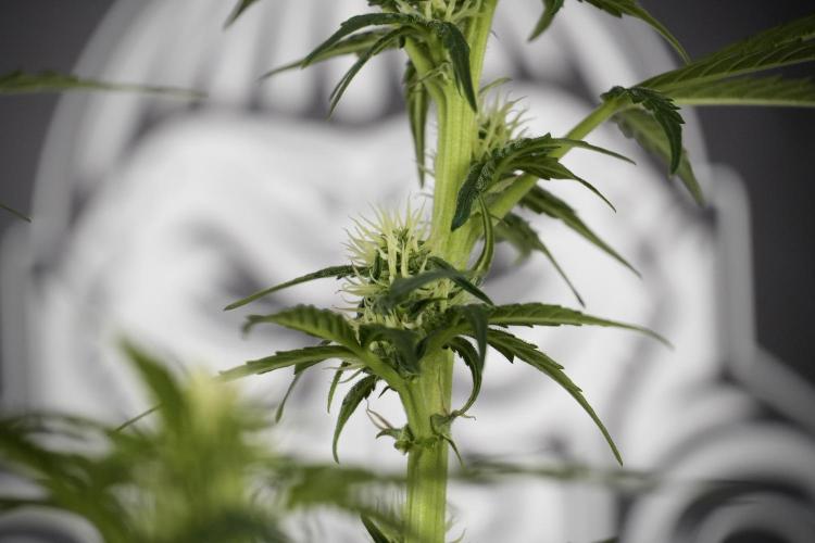 Cosmic Noodles a Zamnesia Dish. Week 7 - Different Cosmic Noodles after  defoliation 