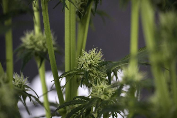 Cosmic Noodles a Zamnesia Dish. Week 7 - Different Cosmic Noodles after  defoliation 