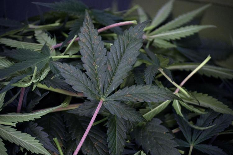 Cosmic Noodles a Zamnesia Dish. Week 7 - Different Cosmic Noodles after  defoliation 